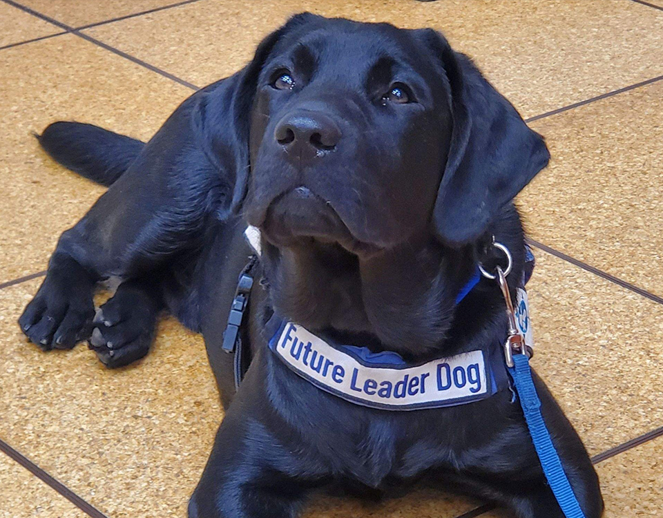 Erie, a black lab who is a service dog